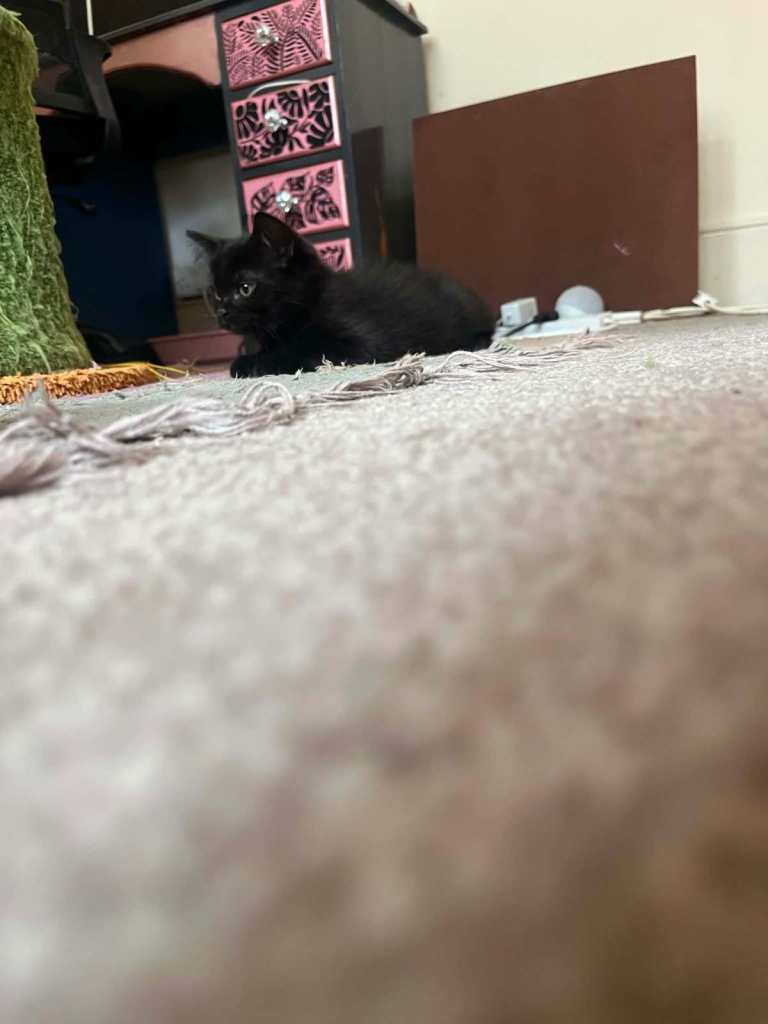 Kitten Mixed Breed British shorthair 