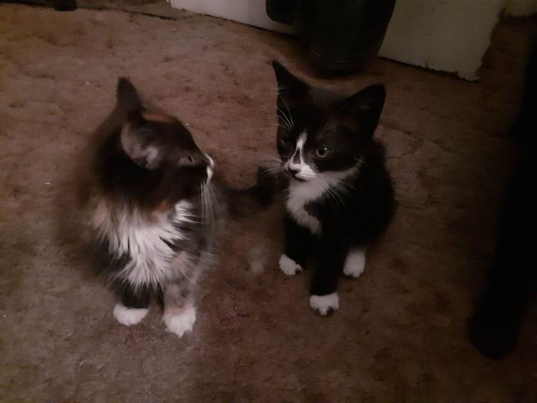 Urgent, 2 beautiful female kittens 