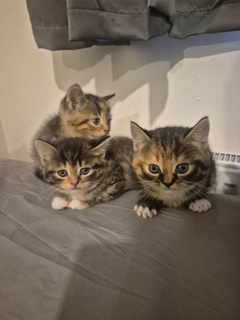 Kittens for sale 