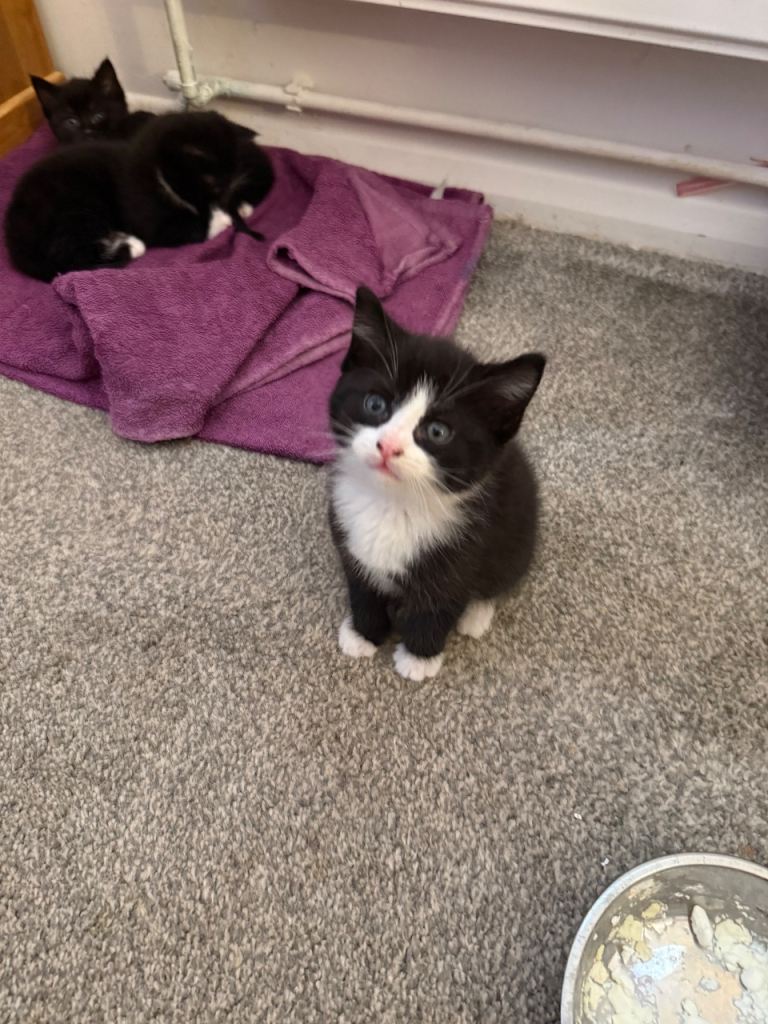 1 x 1/2 Maine coon kitten left male 