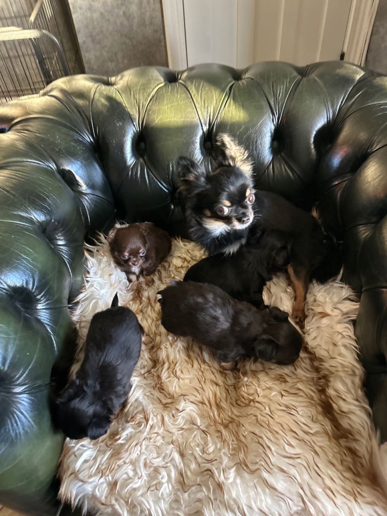 Tea cup chihuahua pups