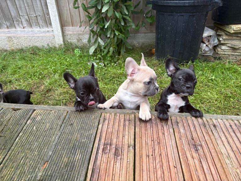 3 French Bulldog Male Puppies in Shrewsbury 