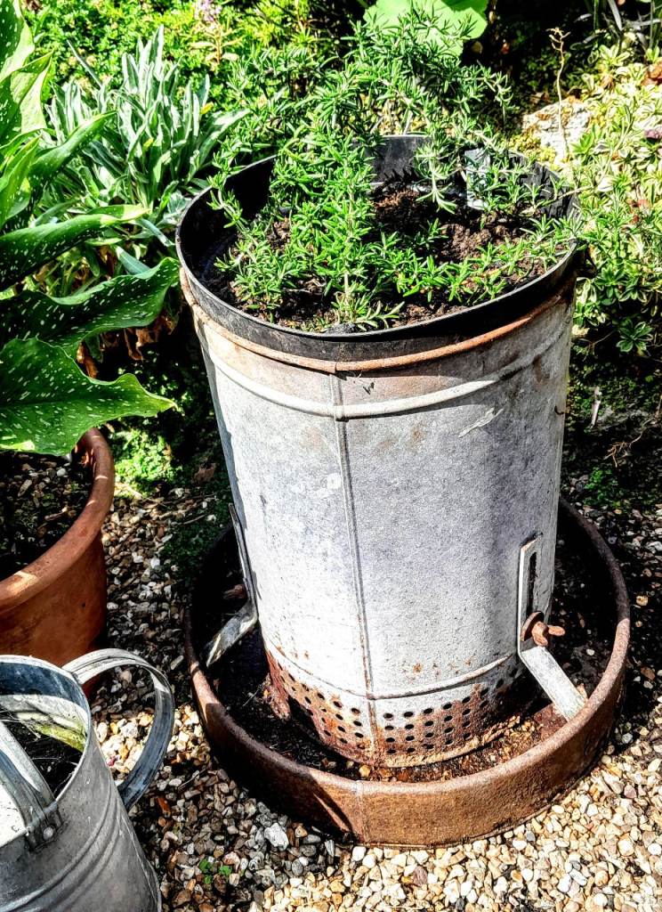 Vintage Galvanised poultry feeder with Rosemary