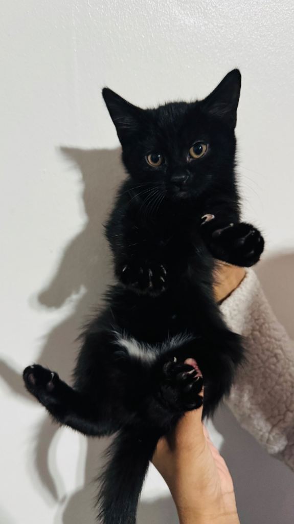 Beautiful mixed-breed kittens