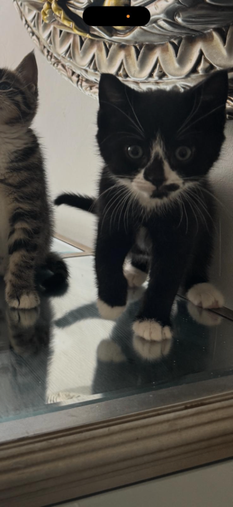 Cute female kitten looking for new home 