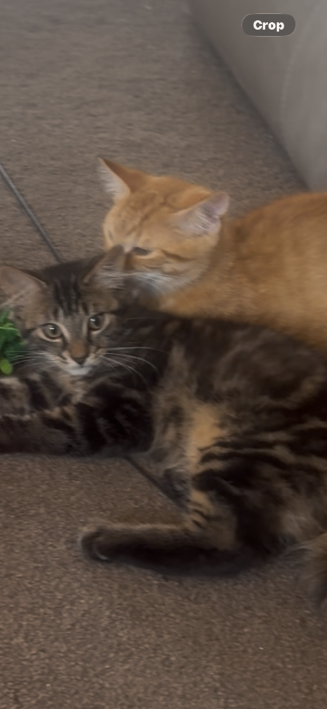 Ragdoll Mix kittens