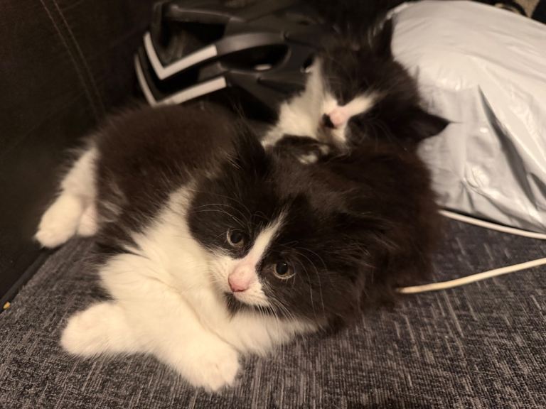 Kittens 