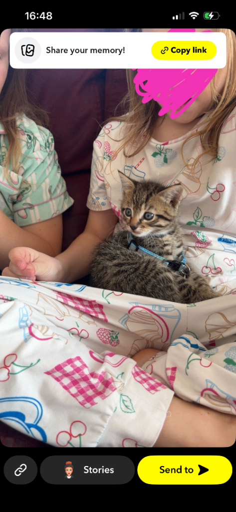 Friendly kitten