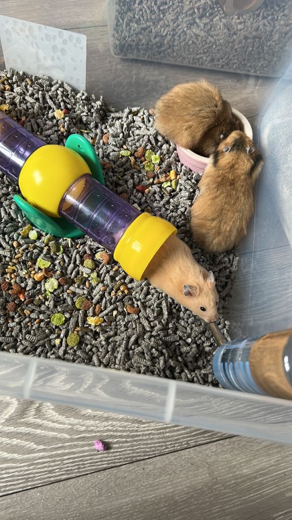 Mixed baby Syrian hamsters 