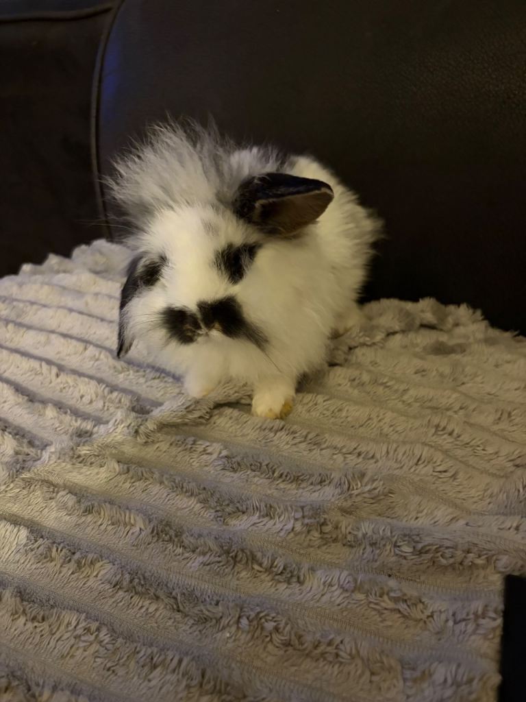 5 Beautiful Mini lion lop baby bunnies 
