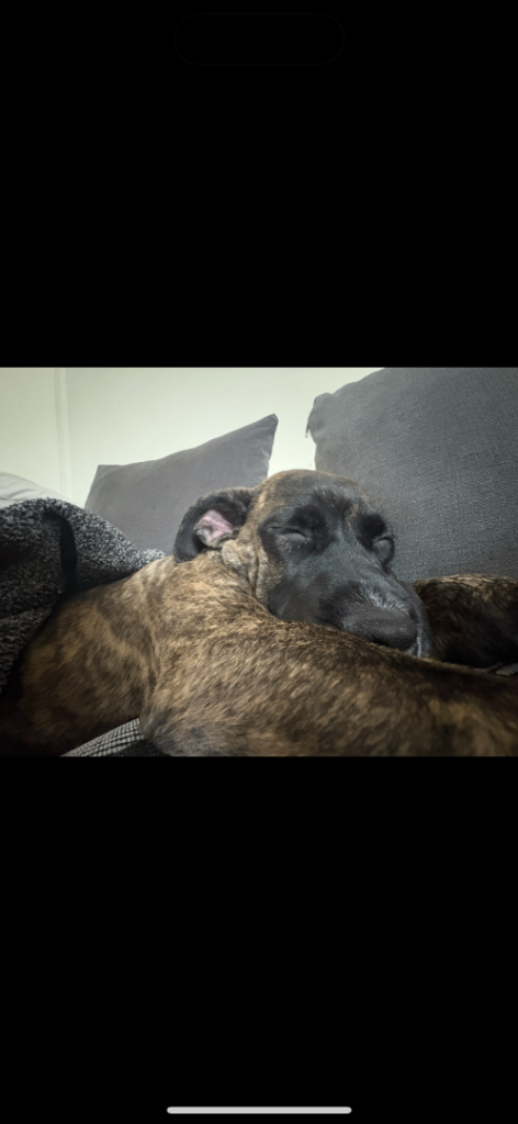 Last Reduction! nova 