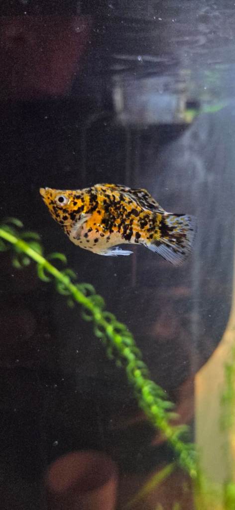 Balloon headed Molly (Male)