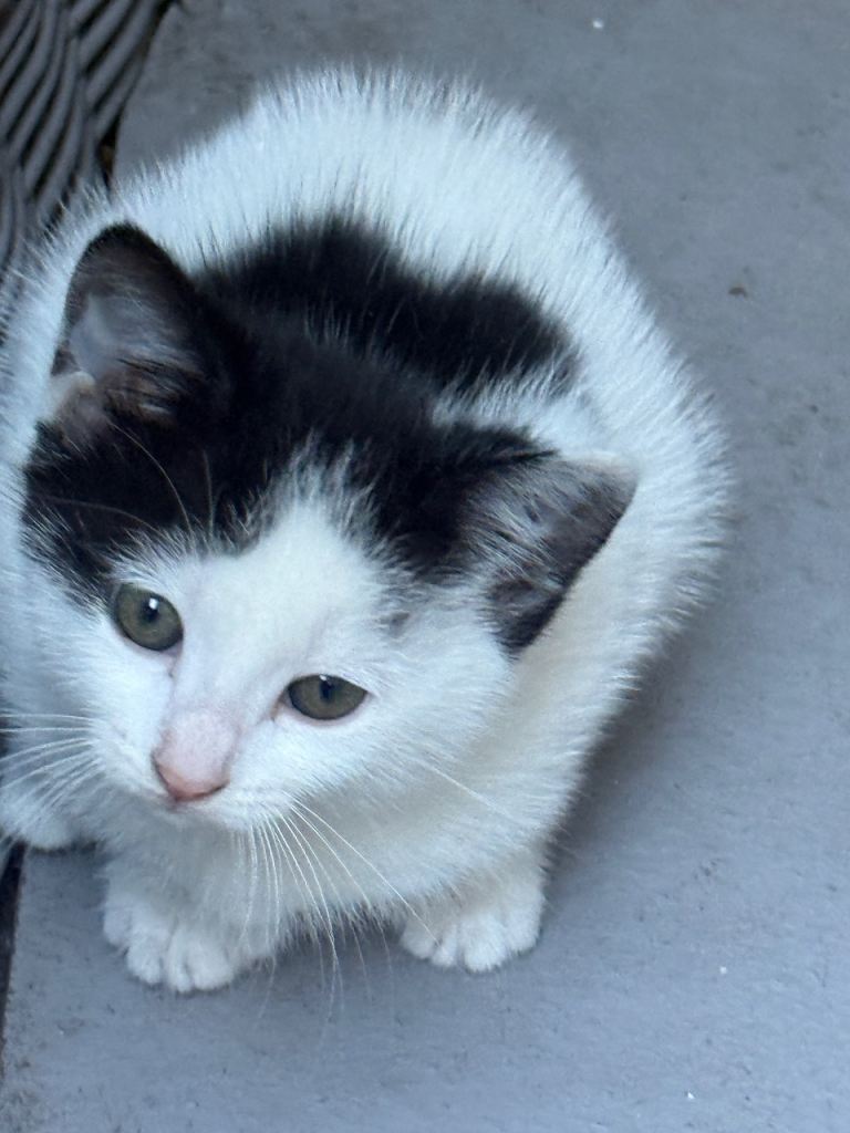 Kitten 