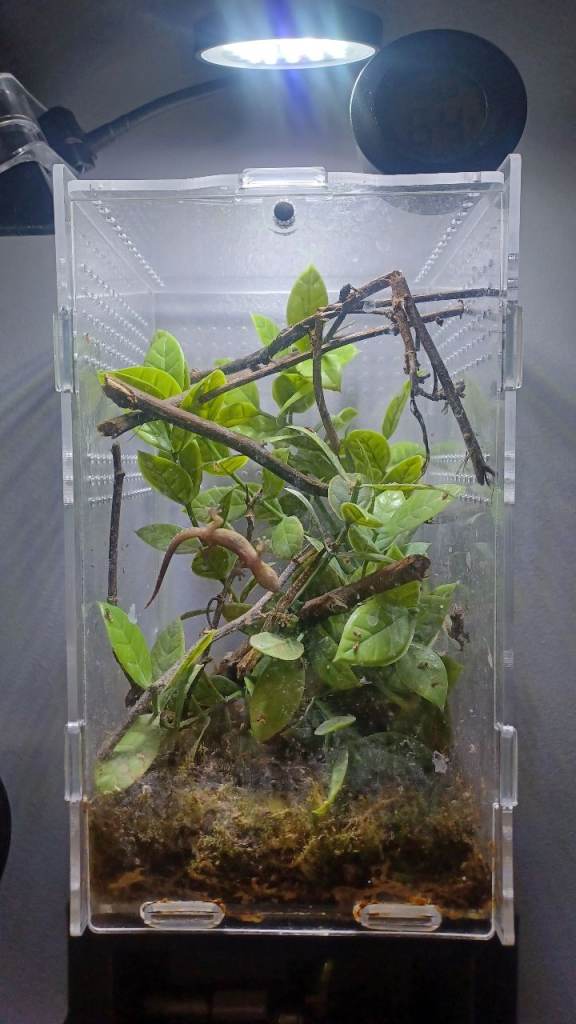 Mourning Geckos (Young) Multiple