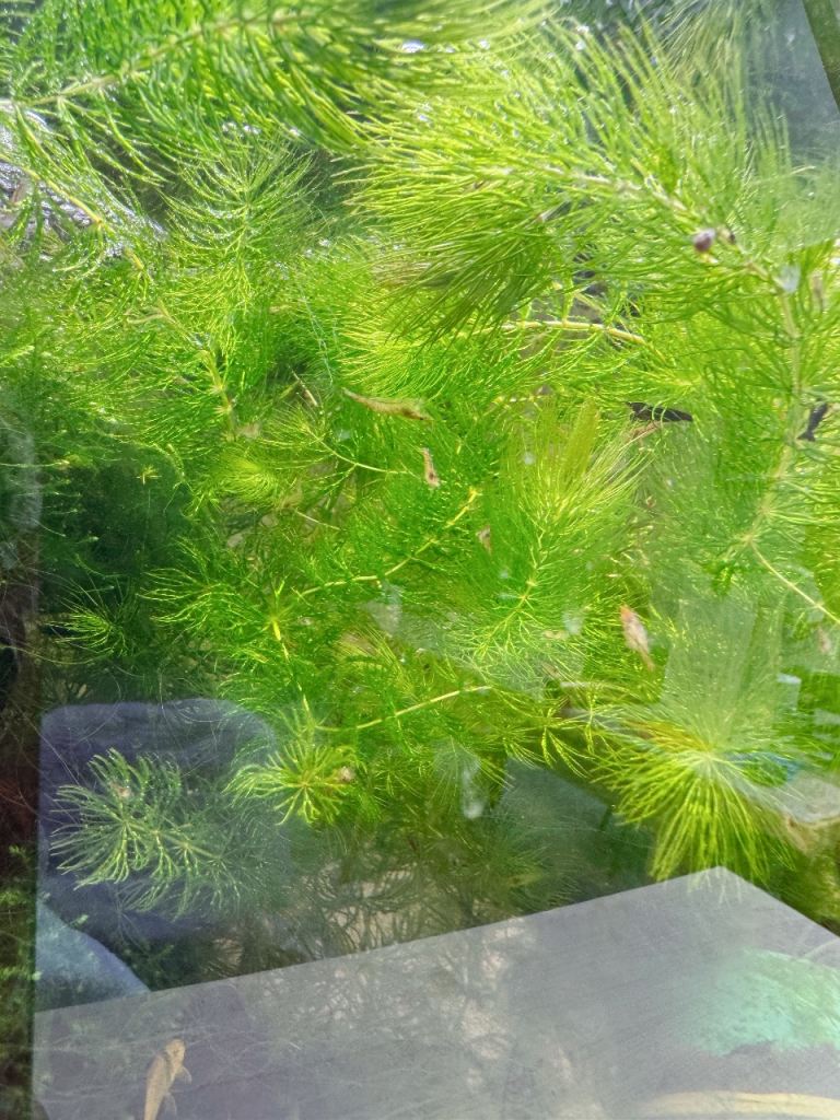 Clear Aquarium Shrimp, Excellent Algae Cleaners from home hobby tank