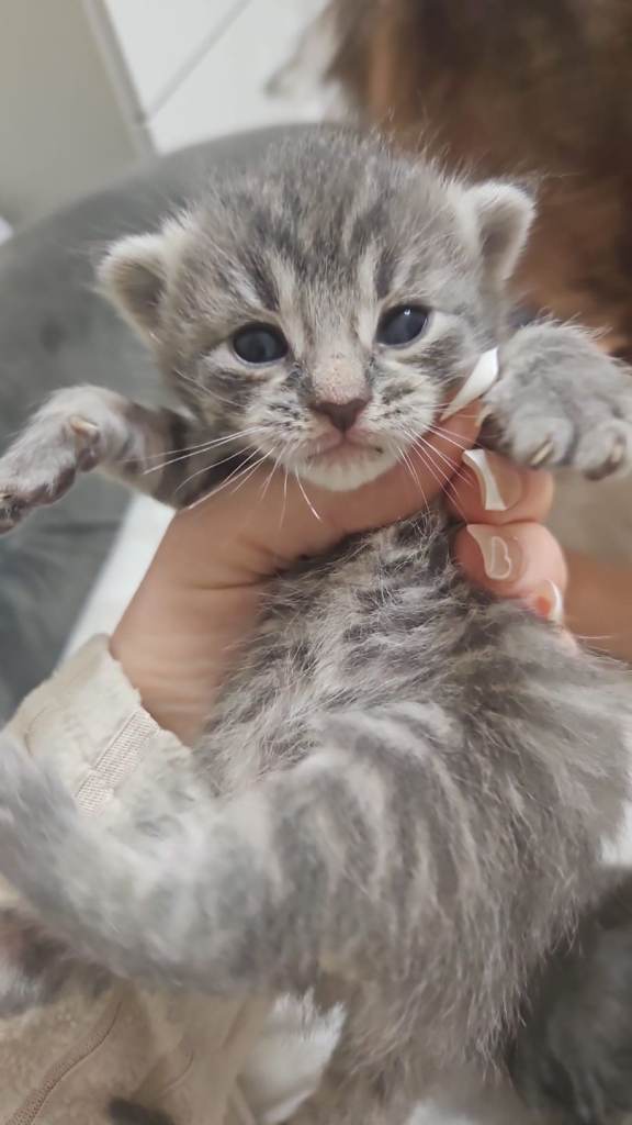 Beautiful girl kitten 