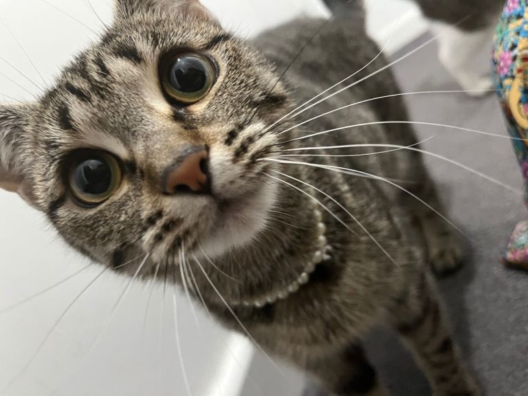 Tabby cat 