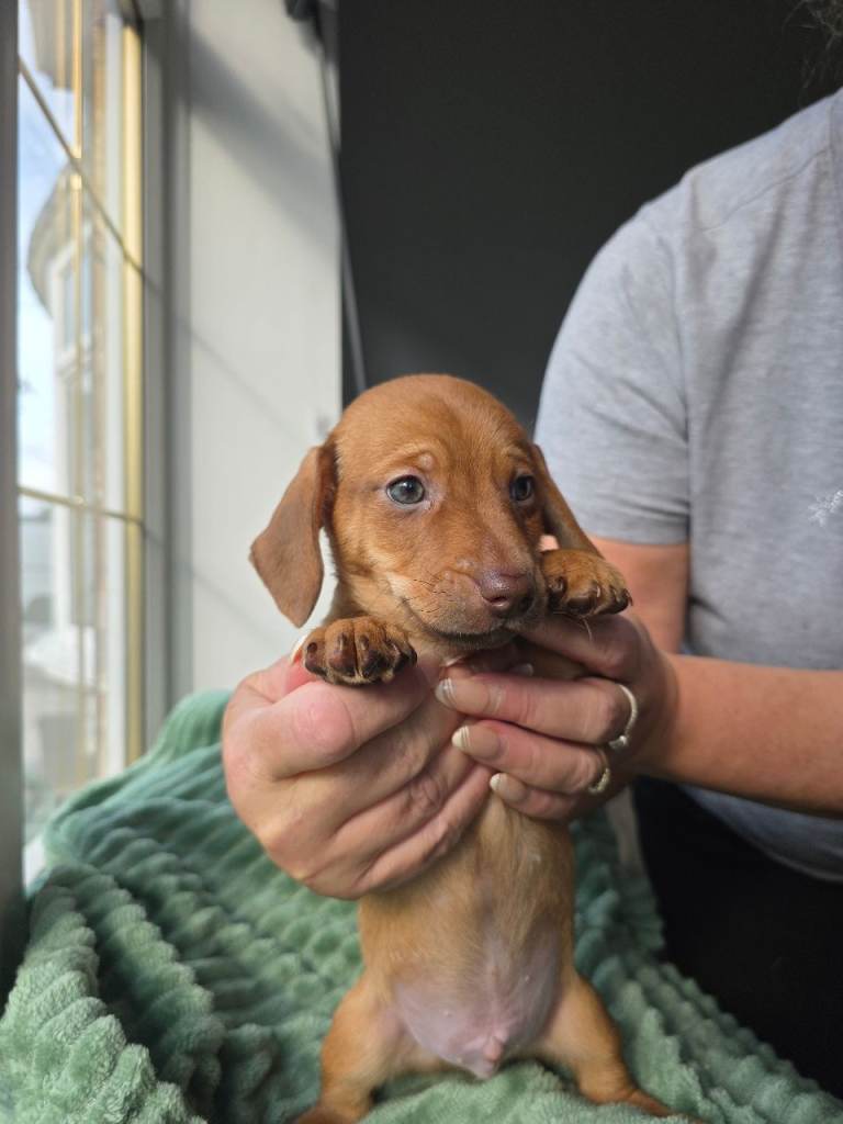 Dachshund/JR X Puppies