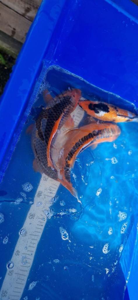 Koi fish for sale 