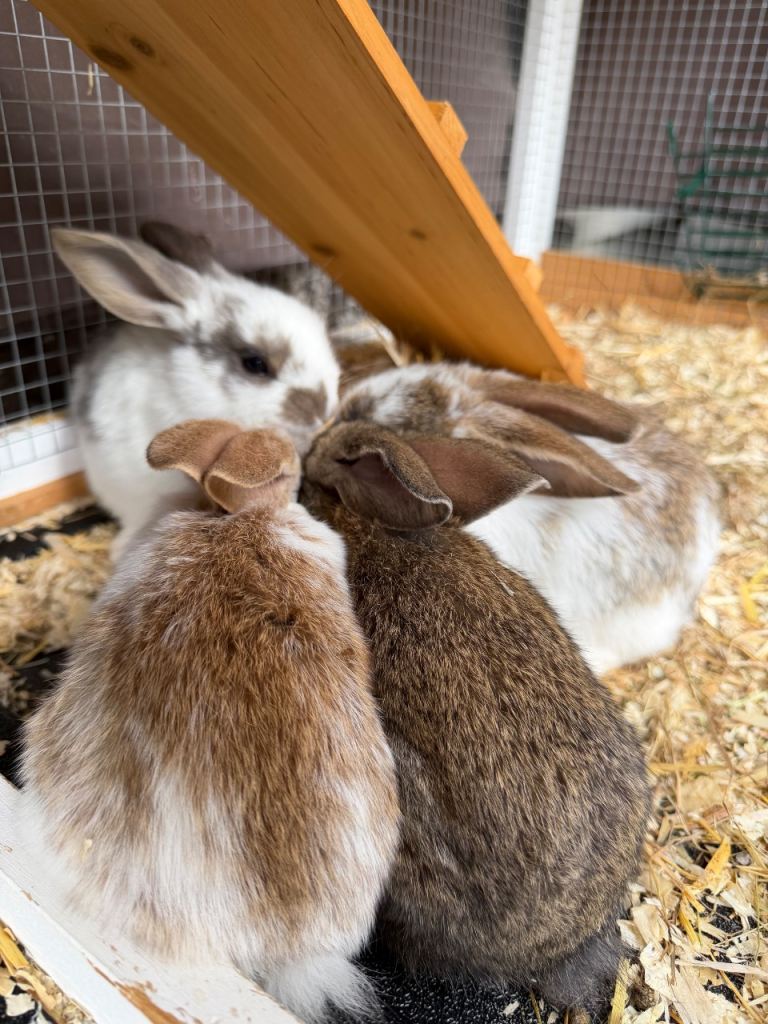 Mini lop bunnies for sale
