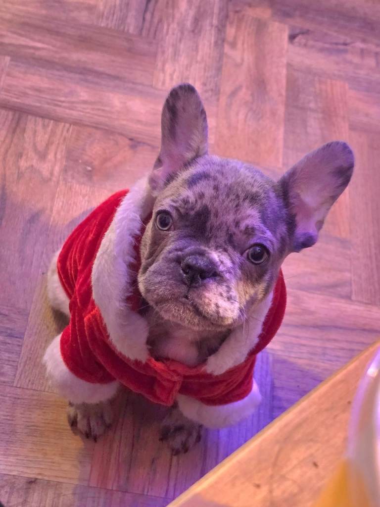 French bulldog merle male last 1 left