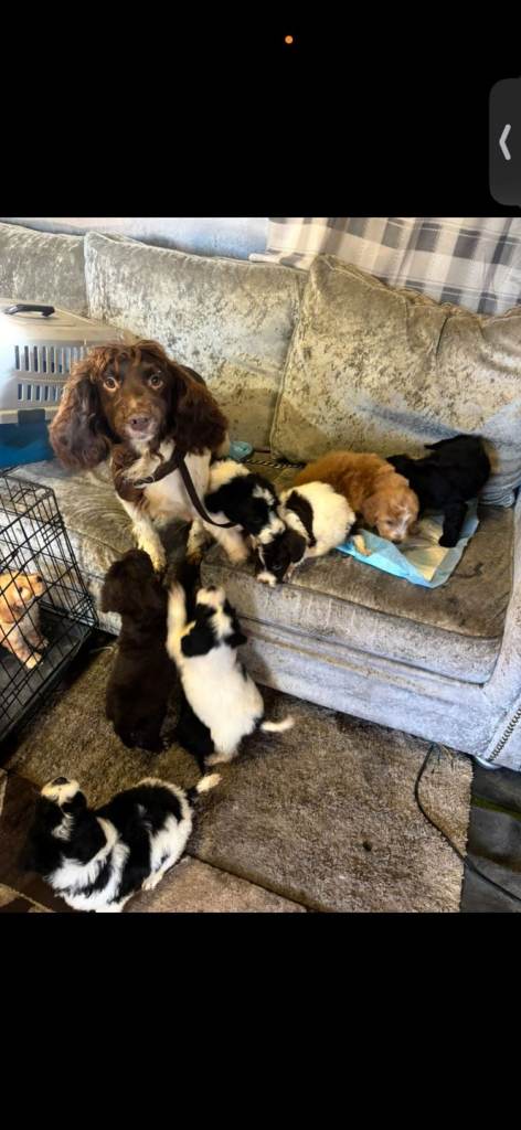 Cockapoo pups 