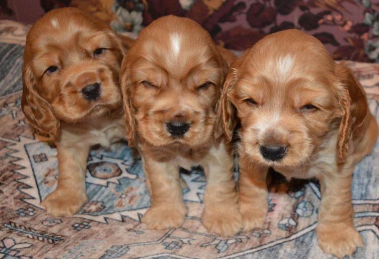 🐶English Cocker Spaniel Puppies ( 3 Boys) 🐶