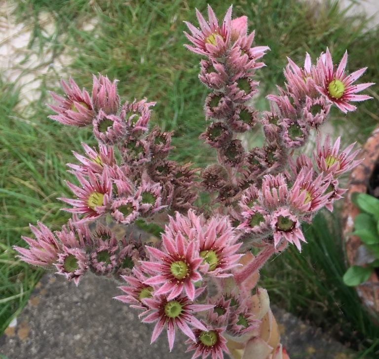Sempervivum Plants with Pot~ indoor/outdoor
