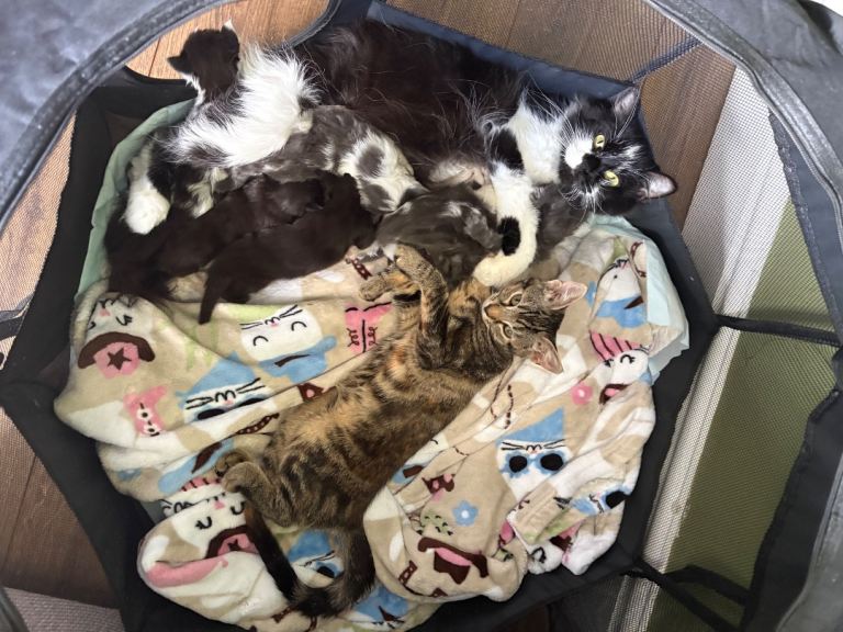 KITTENS FOR SALE🩷
