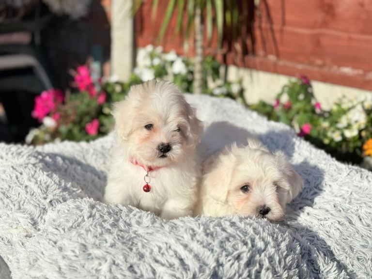 Maltese puppies 