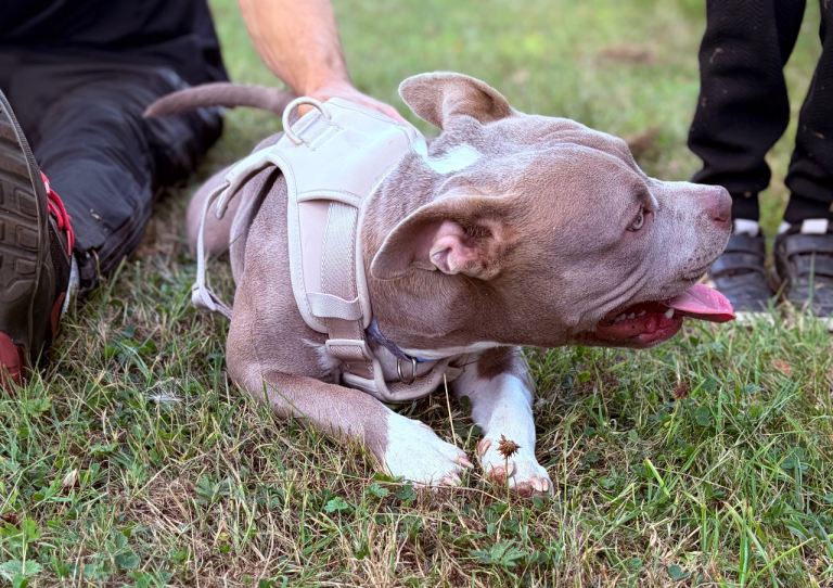 Female pocket bully 