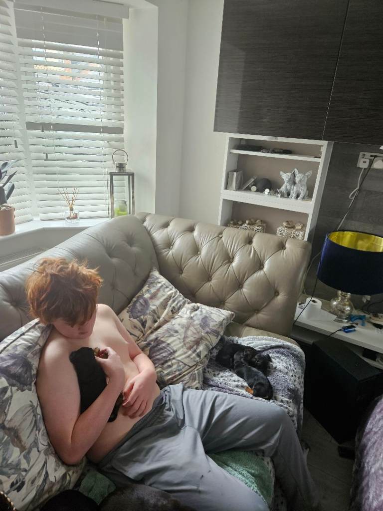 Miniature Daschund puppies 8 weeks , loving homes required.