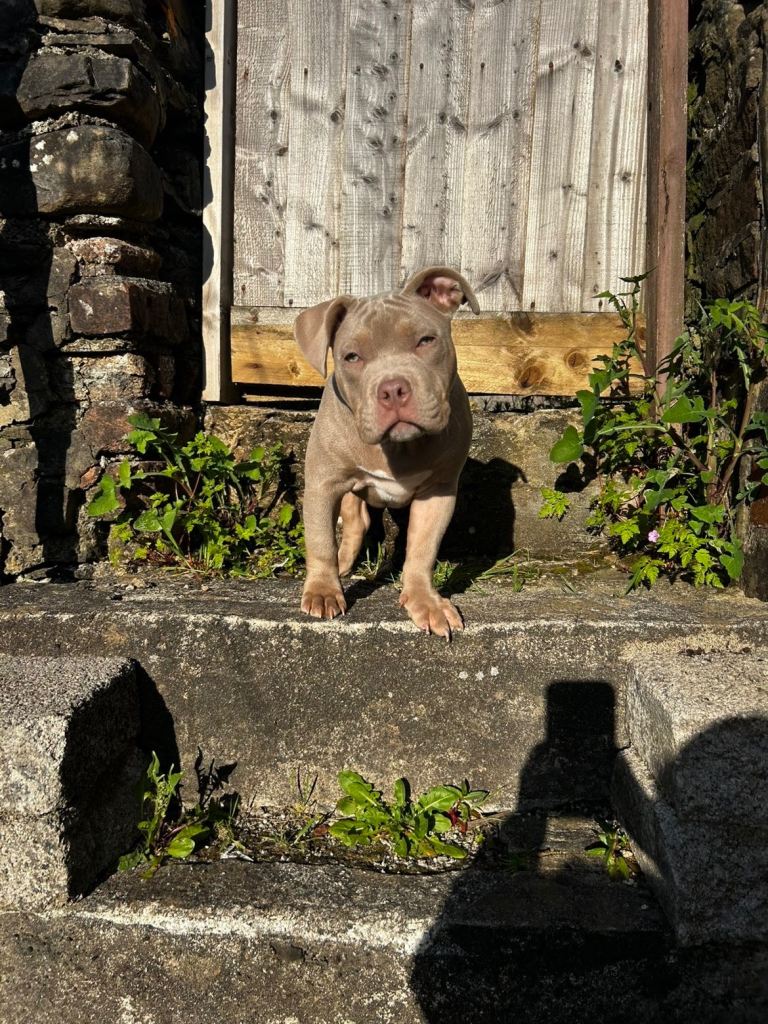 Pocket bully 7 months. 