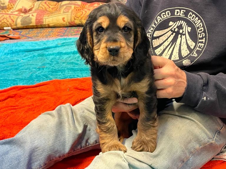 Beautiful KC Reg Cocker Spaniel Puppies