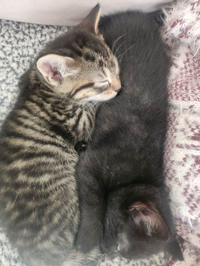 Four Female Kittens
