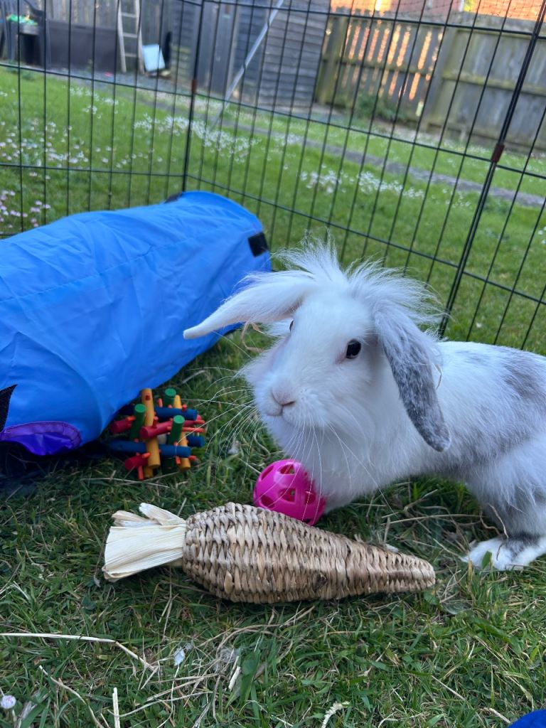 Female lionhead rabbit