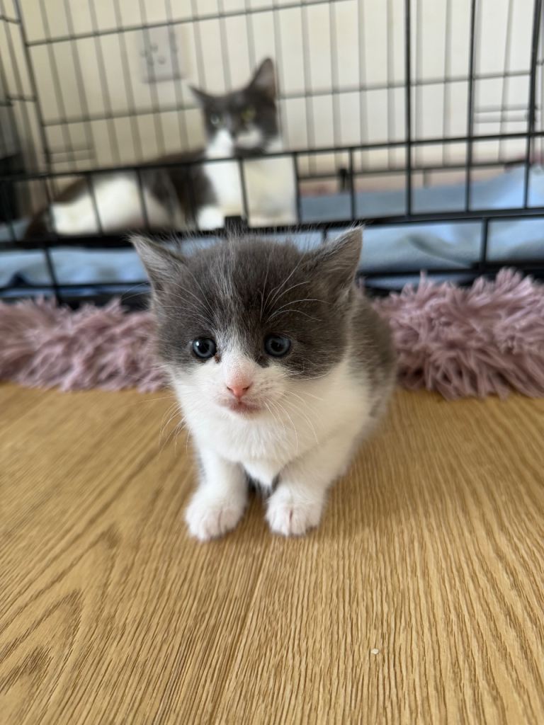 Mix ragdoll and maine coon 