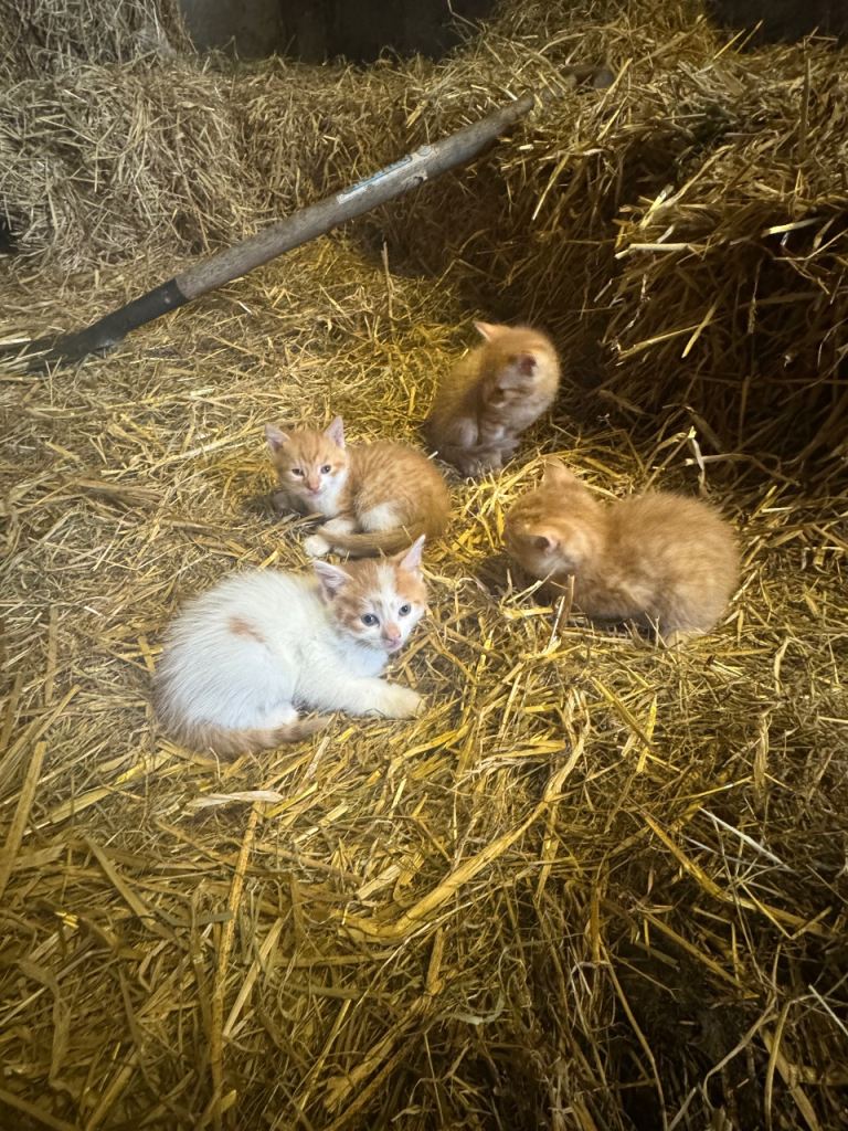 Kittens 