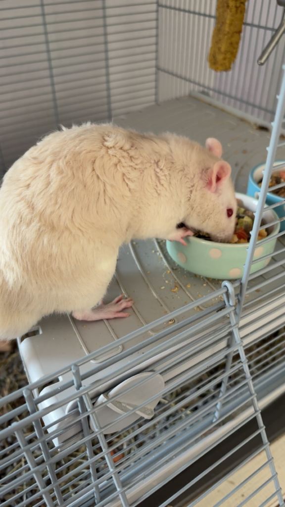 Male Rats