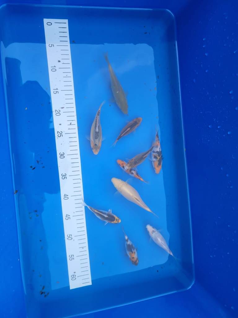 Small Japanese koi collection IP2 IPSWICH 