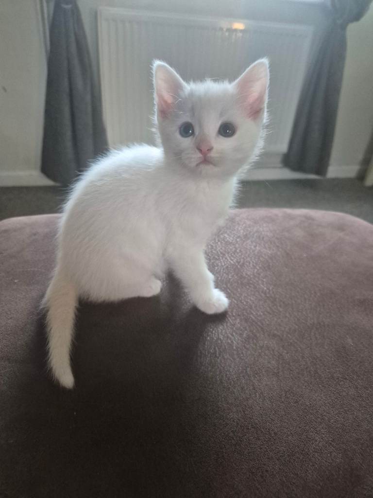 Little white kitten 