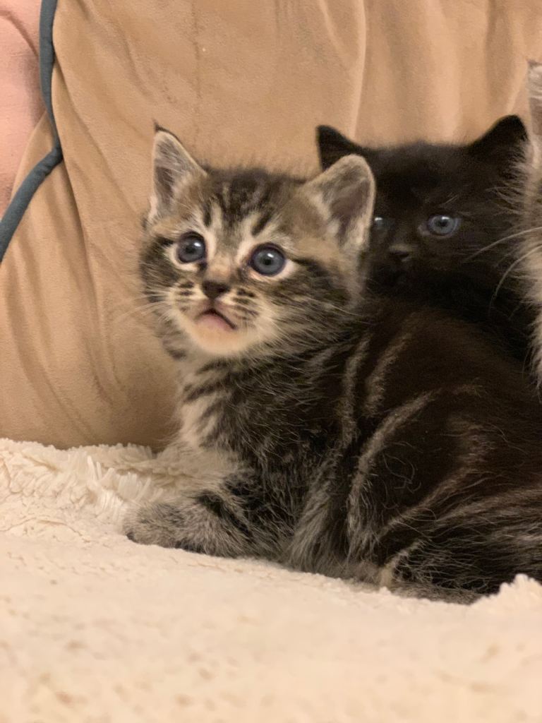Kitten