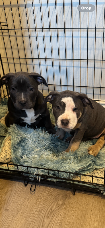  American Pocket bully 