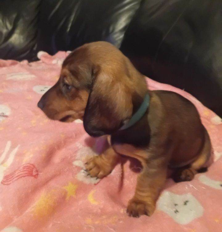 Baby minature sausages looks for forever homes 