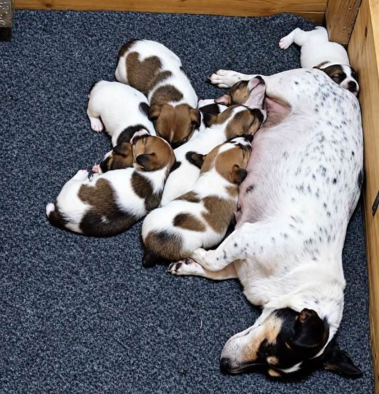 Full breed jackrussel puppies