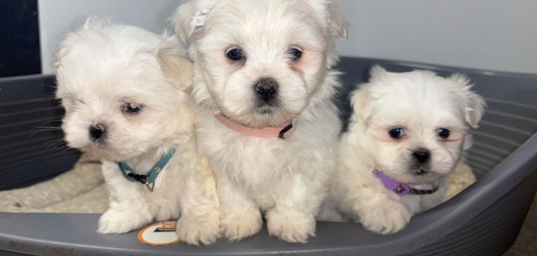 2 boys Maltese puppy’s 