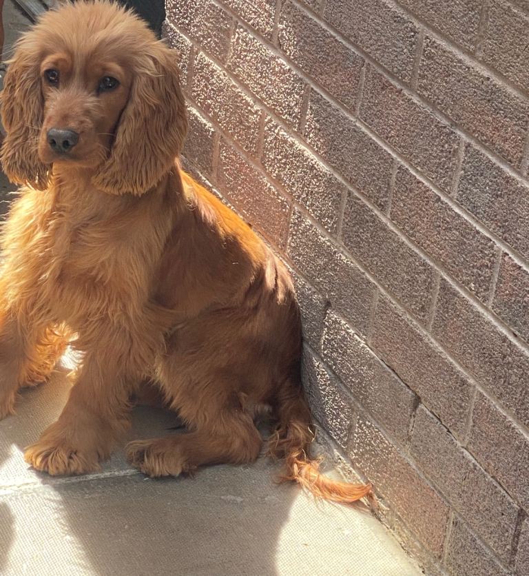 Cocker spaniel