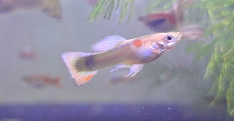 topaz mixed guppies 