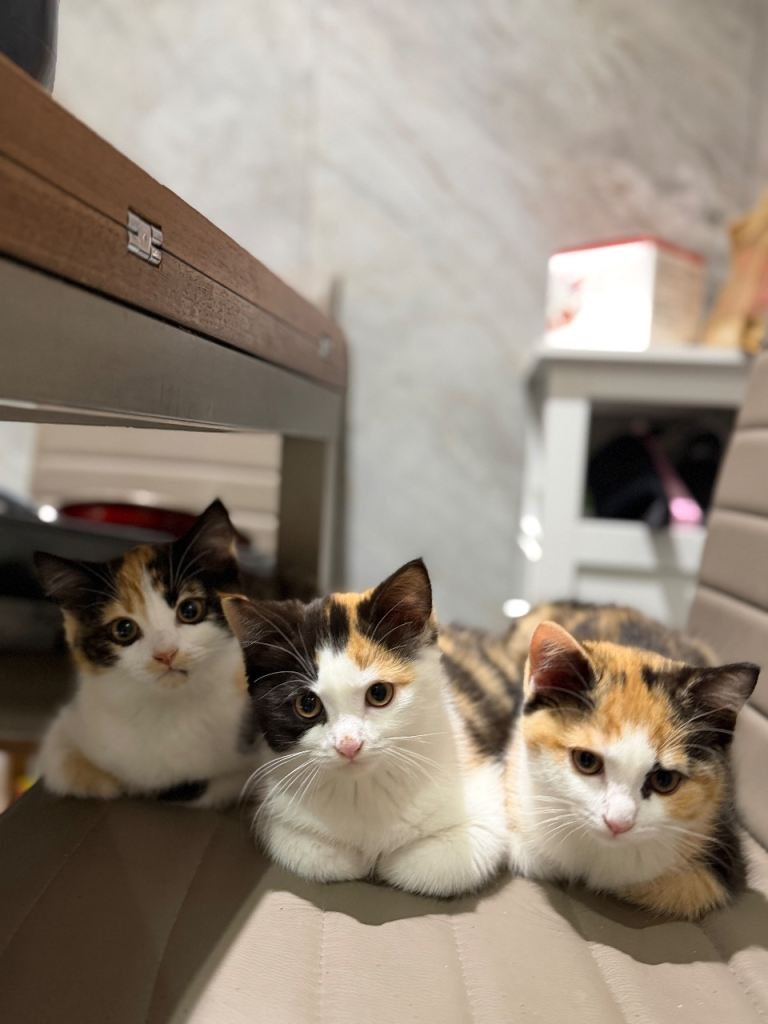 Adorable British shorthair female kittens 