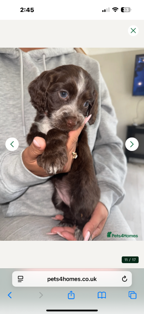 Cocker spaniel puppies for sale 